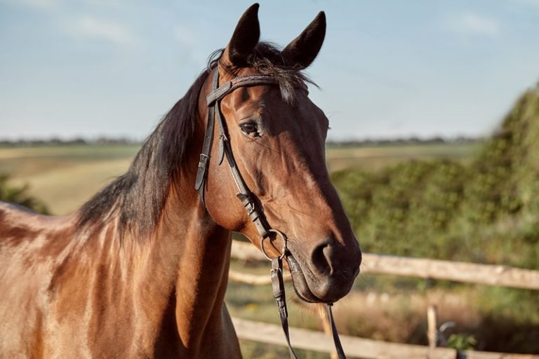 Cavalo No Jogo Do Bicho